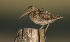 Vogels kijken in de winter vanaf Belevenisboerderij Schieveen bij Rotterdam