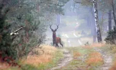 Natuursafari Deelerwoud