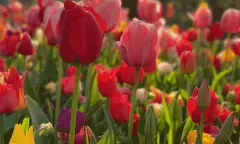 Tulpenveld Uitje
