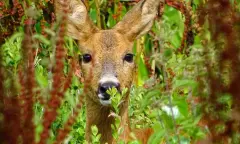 Magische momenten met het ree op Huis ter Heide