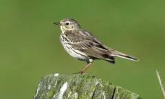 Voorjaarsvogels in natuurgebied Waalenburg - De Marel, Texel
