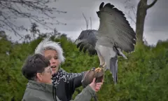 Workshop vogels vliegen