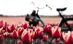 Genieten van Drenthe in de lente op de solex