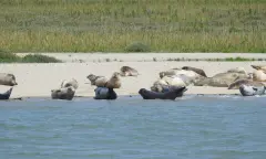 Zeehondjes op zandplaat