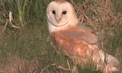 OERRR Uilenballen pluizen in Waalenburg - De Marel, Texel