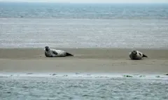 Zeehonden op het wad