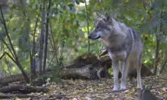 Wolven op de Veluwe - Planken Wambuis