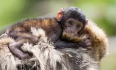 Schattige aap bij zijn moeder
