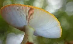 Een heerlijke herfstwandeling