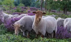 Kennismaken met de kudde schapen en de herder op de Sprengenberg