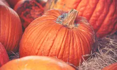 Pompoenen
