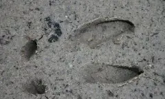 Diersporen zoeken in de Dintelse Gorzen