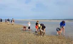 Robbentocht met schelpen zoeken vanaf veerdam Schiermonnikoog (Silverwind)