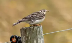 Veldleeuweriken kijken in natuurgebied Waalenburg - De Marel, Texel