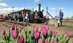 Tulpen bij de stoomtrein