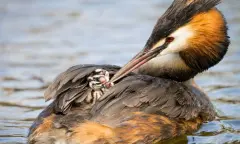 Broedvogels op Tiengemeten