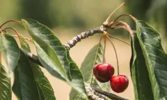 Kom plukken en genieten van onze Cherrycat