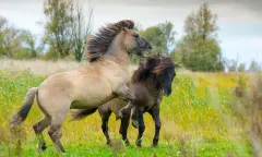 Konikpaarden Grensmaas Rondvaart