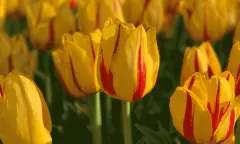Gele Tulpen