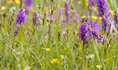 Ontdek de vele wilde bloemen en orchideeën van het Zwanenwater