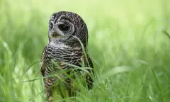 Uil in Gras