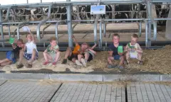 Kinderen bij koeienstal