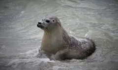 Zeehond voor de foto