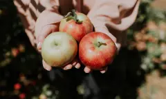 Appels plukken