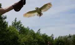 Roofvogel Valkeniershandschoen
