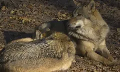 OERRR (8 t/m 12 jaar) Wolven op de Veluwe