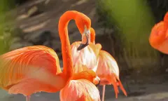 Flamingo's in Pantropica