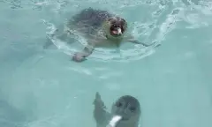 zeehonden in het water