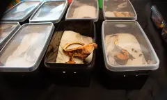 hij is nieuwsgierig