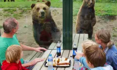 Beren kijken tijdens de lunch