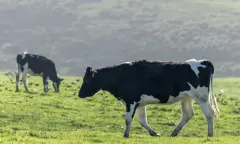 Vrouwen en koeien