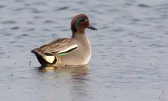 Winterwandelexcursie in natuurgebied Waalenburg - De Marel, Texel