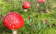 Mooie herfstwandeling met wat lekkers vanuit Jipsinghuizen