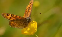 Ontdek de vlinders en bloemen van het Zwanenwater