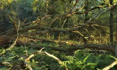 Door de bomen het bos zien