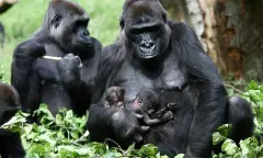 Gorilla's met baby