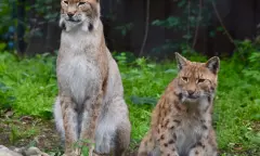 Lynx