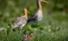 Het weidevogelspektakel van de Nationale Vogelweek