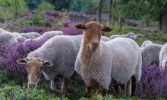 Kennismaken met de kudde schapen en de herder op de Sprengenberg