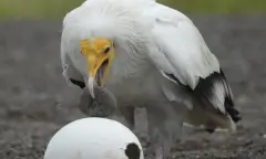 Vogel met ei