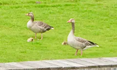 Dieren lang de Vecht