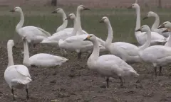 Wintervogels-excursie in natuurgebied Waalenburg - De Marel, Texel