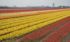 Tulpenveld