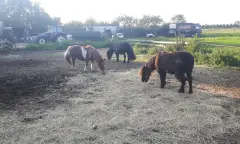 Paarden in de wei