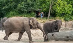 Olifant WILDLANDS