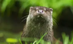 Varen door het leefgebied van de otter